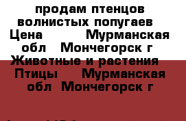 продам птенцов волнистых попугаев › Цена ­ 800 - Мурманская обл., Мончегорск г. Животные и растения » Птицы   . Мурманская обл.,Мончегорск г.